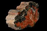 Red/Black, Polished Petrified Wood (Araucarioxylon) - Arizona #147914-1